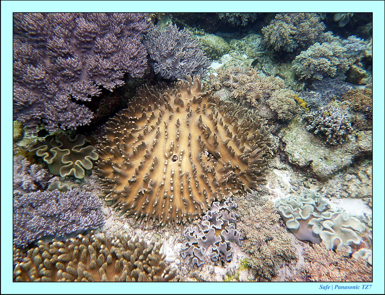 2012 - 07 - Apoh Island 31